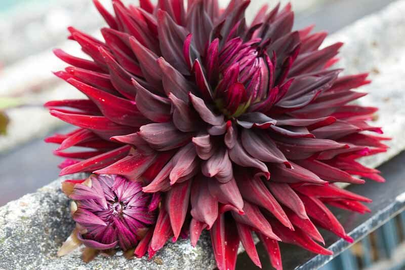 Dahlia 'Chat Noir', 'Chat Noir' Dahlia, Dahlia Black cat, Black Cat Dahlia, Black Dahlia, Black Dahlias, Semi-Cactus Dahlias, Red Dahlia flowers , Black dahlia flowers, dahlia tubers, summer bulbs
