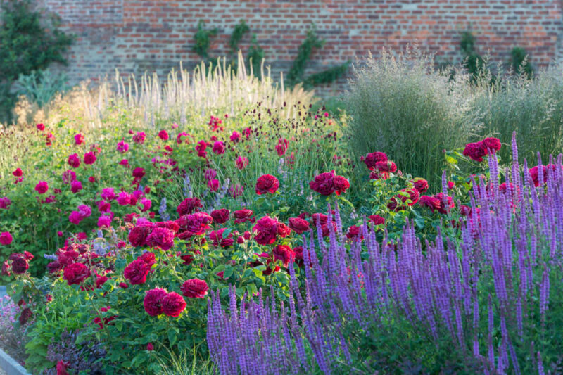 Calamagrostis acutiflora karl foerster, crimson, Darcey Bussell, David Austin - Garden break news, Grass, purple, red, salvia blue, salvia caradonna, Sanguisorba