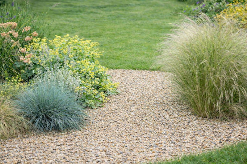 Blue Fescue, Blue Mountain Grass, Grey Fescue, festuca glauca