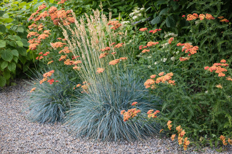 Festuca glauca, achillea terracotta in a summer garden