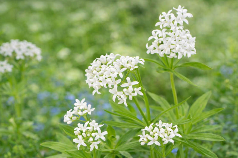 Galium Odoratum, Sweet Woodruff, Hay Plant, Kiss-Me-Quick, Mugwet, Rockweed, Sweet Grass, Woodruff, White flowers, Perennial for shade, perennials for shade, shade perennial, Asperula Odorata