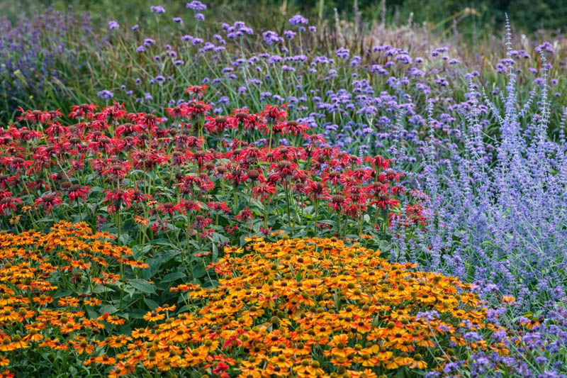 Helenium Sahin Monarda Gardenview Scarlet Perovskia Blue Spire