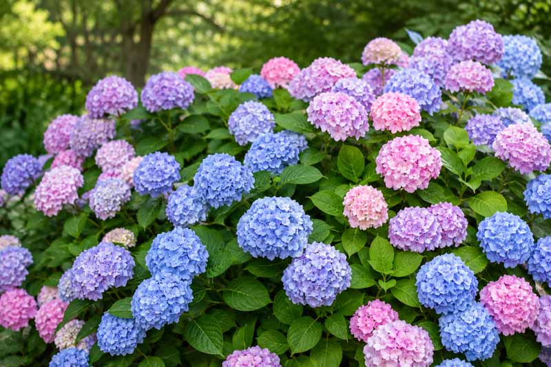 Endless Summer Hydrangea, Hydrangea Macrophylla 'Endless Summer', Hydrangea Macrophylla 'Bailmer', Bigleaf Hydrangea Endless Summer, Mophead Hydrangea Endless Summer, Hydrangea Shrub