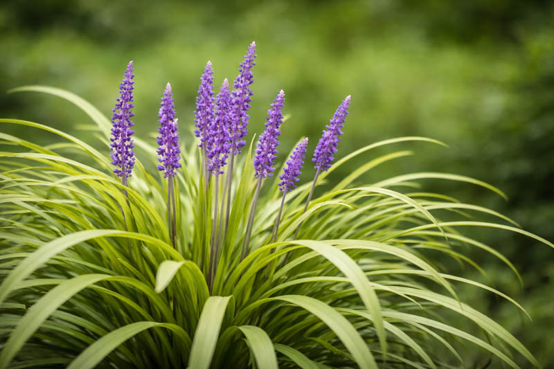 Liriope Muscari, Lily Turf, Blue Lily Turf, Monkey Grass, Big blue Lilyturf, Liriope platyphylla, Ophiopogon graminifolius, AGM Perennial, Purple flowers, Evergreen perennial
