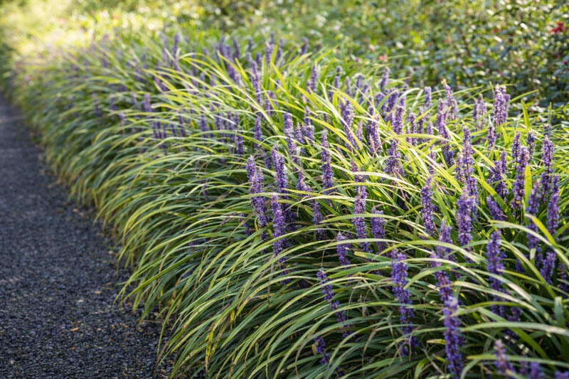 Liriope Muscari, Lily Turf, Blue Lily Turf, Monkey Grass, Big blue Lilyturf, Liriope platyphylla, Ophiopogon graminifolius, AGM Perennial, Purple flowers, Evergreen perennial