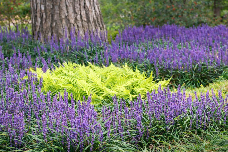 Liriope Muscari, Lily Turf, Blue Lily Turf, Monkey Grass, Big blue Lilyturf, Liriope platyphylla, Ophiopogon graminifolius, AGM Perennial, Purple flowers, Evergreen perennial