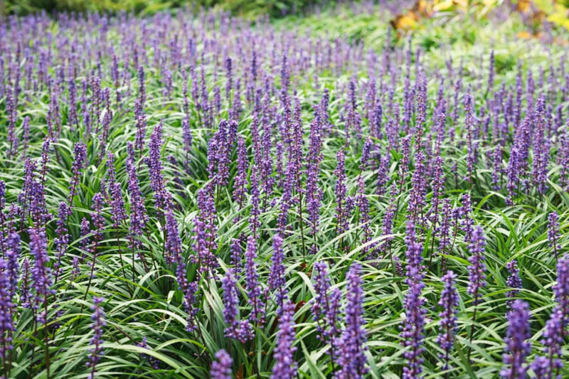 Liriope Muscari, Lily Turf, Blue Lily Turf, Monkey Grass, Big blue Lilyturf, Liriope platyphylla, Ophiopogon graminifolius, AGM Perennial, Purple flowers, Evergreen perennial