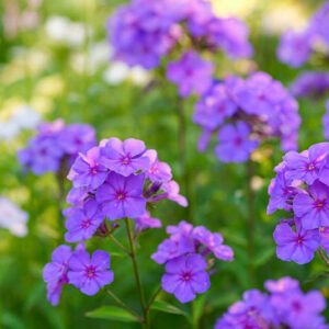 Phlox Paniculata 'Blue Paradise', Phlox 'Blue Paradise', Border Phlox 'Blue Paradise', Fall Phlox 'Blue Paradise', Garden Phlox 'Blue Paradise', Perennial Phlox 'Blue Paradise', Summer Phlox 'Blue Paradise'