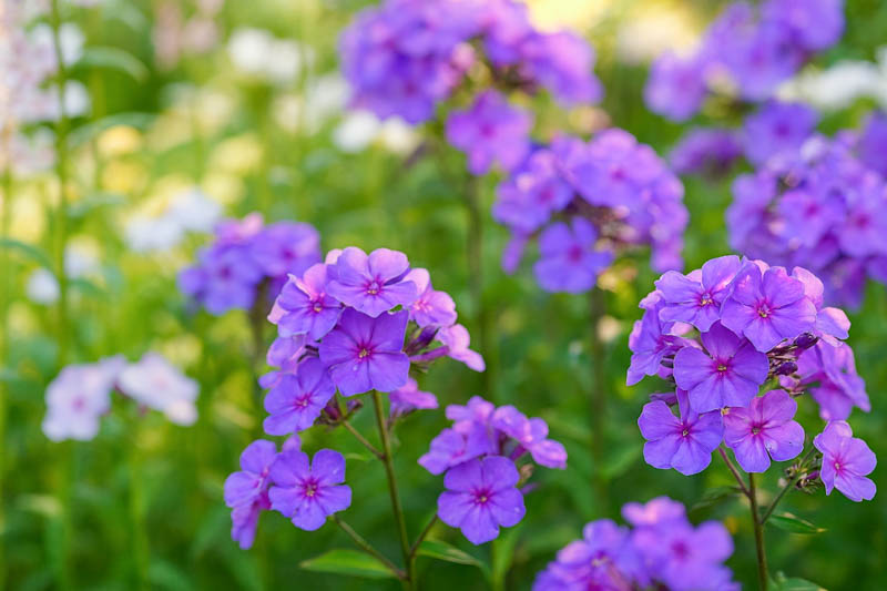 Phlox Paniculata 'Blue Paradise', Phlox 'Blue Paradise', Border Phlox 'Blue Paradise', Fall Phlox 'Blue Paradise', Garden Phlox 'Blue Paradise', Perennial Phlox 'Blue Paradise', Summer Phlox 'Blue Paradise'
