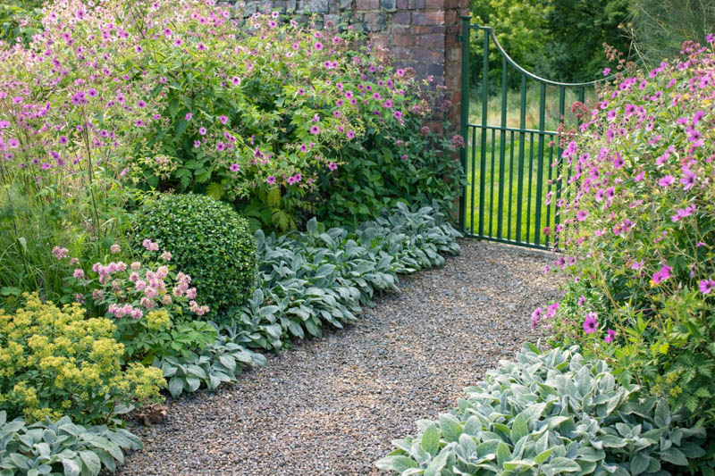 Plant Combination, Allium,Geranium psilostemon, Foeniculum vulgare Buxus sempervivum,Stachys byzantina