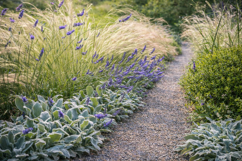 Plant combination, Stachys byzantina, lavender, stpia, hebe-2