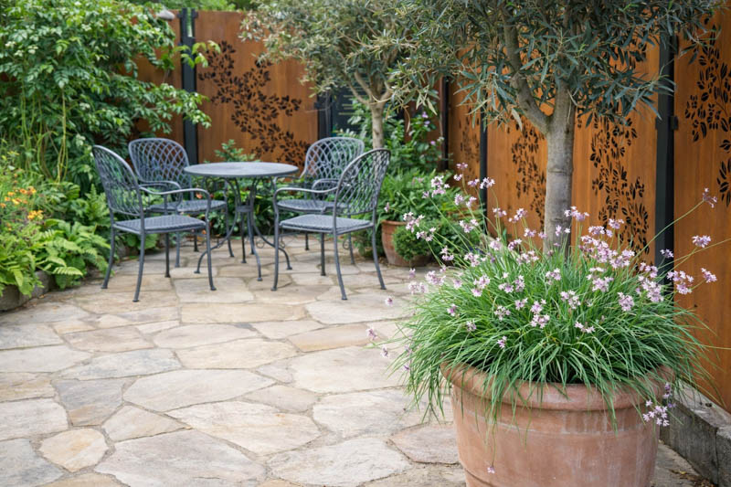 Potted Tulbahia violacea, wild garlic, olive tree