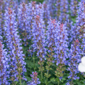Salvia x Sylvestris 'Blue Hill', Salvia 'Blue Hill' Wood Sage 'Blue Hill', Salvia 'Blue Hill',Wood Sage 'Blauhugel', Salvia 'Blauhugel', Salvia Nemorosa 'Blauhugel', Salvia Nemorosa 'Blue Mound'
