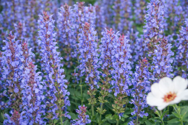Salvia x Sylvestris 'Blue Hill', Salvia 'Blue Hill' Wood Sage 'Blue Hill', Salvia 'Blue Hill',Wood Sage 'Blauhugel', Salvia 'Blauhugel', Salvia Nemorosa 'Blauhugel', Salvia Nemorosa 'Blue Mound'