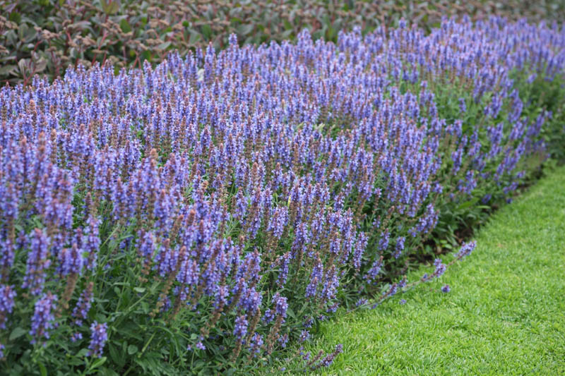Salvia x Sylvestris 'Blue Hill', Salvia 'Blue Hill' Wood Sage 'Blue Hill', Salvia 'Blue Hill',Wood Sage 'Blauhugel', Salvia 'Blauhugel', Salvia Nemorosa 'Blauhugel', Salvia Nemorosa 'Blue Mound'