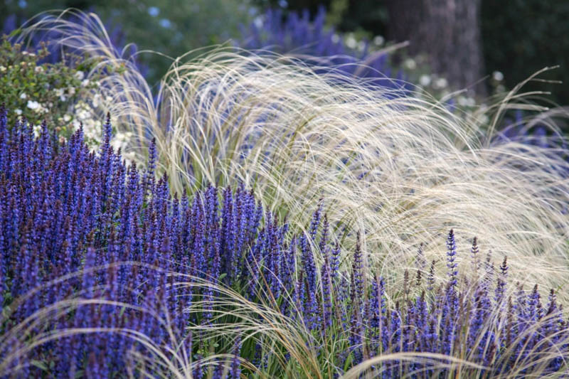Salvia x Sylvestris, Salvia Mainacht, Salvia May Nacht, Wood Sage 'Mainacht', Salvia x Superba 'May Night', Salvia Nemorosa 'May Night'