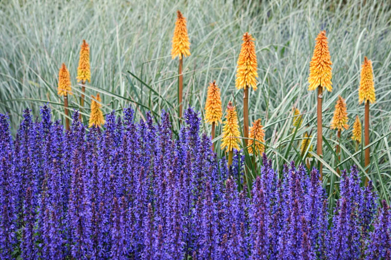 Salvia x Sylvestris, Salvia Mainacht, Salvia May Nacht, Wood Sage 'Mainacht', Salvia x Superba 'May Night', Salvia Nemorosa 'May Night'