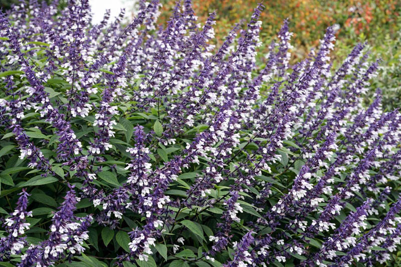 Salvia 'Phyllis Fancy', 'Phyllis Fancy' Sage, Blue perennial, late blooming perennial, late blooming salvia, late blooming sage