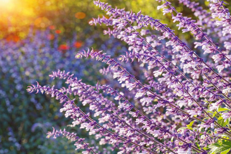 Salvia 'Phyllis Fancy', 'Phyllis Fancy' Sage, Blue perennial, late blooming perennial, late blooming salvia, late blooming sage