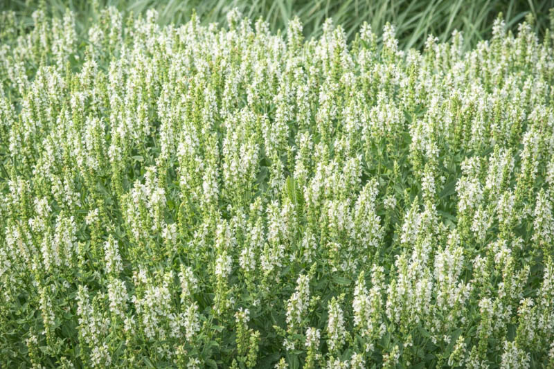 Salvia x Sylvestris 'Snow Hill', Garden Sage 'Snow Hill', Salvia 'Snow Hill', Wood Sage 'Schneehugel', Salvia 'Schneehugel', Salvia Nemorosa 'Schneehugel', Salvia Nemorosa 'Snow Hill'