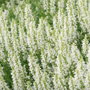 Salvia x Sylvestris 'Snow Hill', Garden Sage 'Snow Hill', Salvia 'Snow Hill', Wood Sage 'Schneehugel', Salvia 'Schneehugel', Salvia Nemorosa 'Schneehugel', Salvia Nemorosa 'Snow Hill'