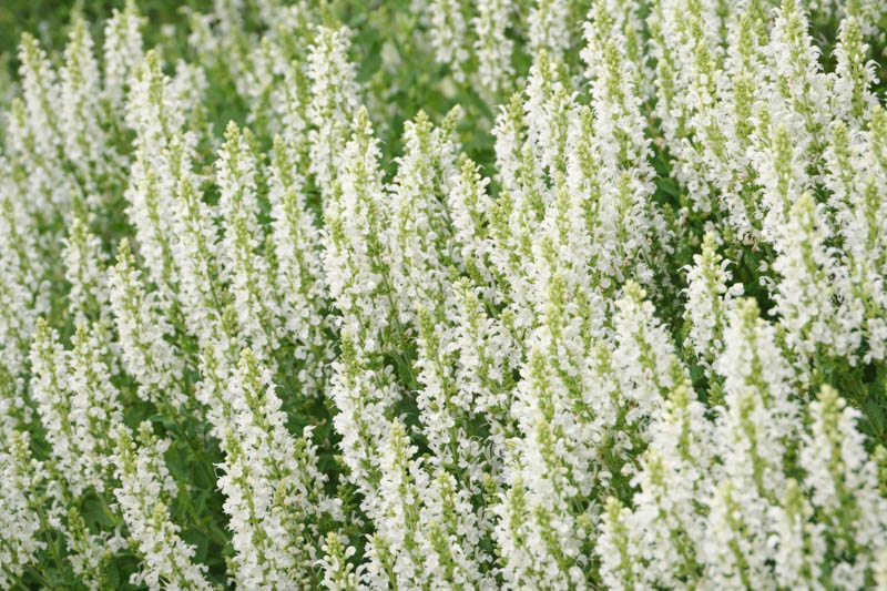 Salvia x Sylvestris 'Snow Hill', Garden Sage 'Snow Hill', Salvia 'Snow Hill', Wood Sage 'Schneehugel', Salvia 'Schneehugel', Salvia Nemorosa 'Schneehugel', Salvia Nemorosa 'Snow Hill'
