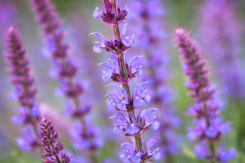 Salvia x Sylvestris 'Tanzerin', Wood Sage 'Tanzerin', Salvia x Superba 'Tanzerin', Salvia Nemorosa 'Tanzerin', Salvia Sylvestris 'Tanzerin', Early blooming salvia, award-winning salvia