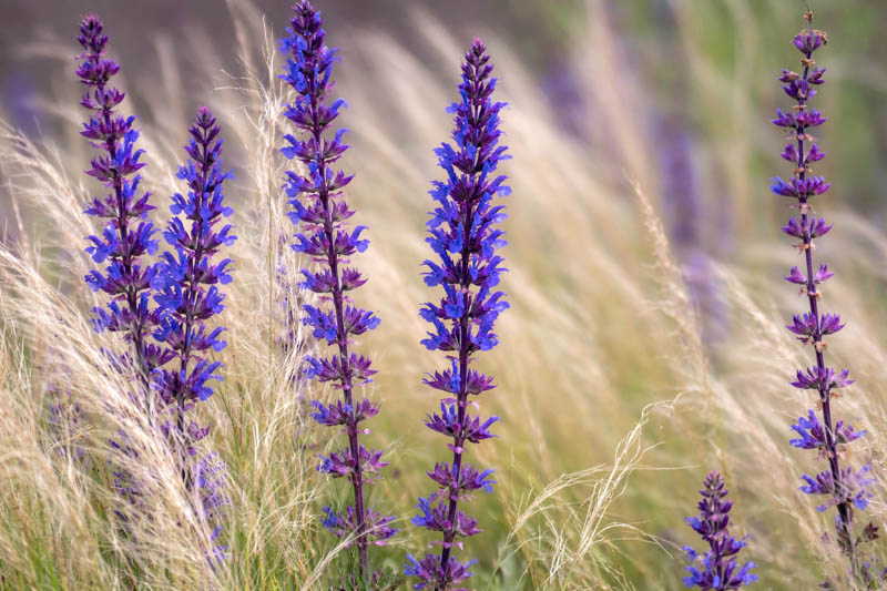 Salvia x Sylvestris 'Tanzerin', Wood Sage 'Tanzerin', Salvia x Superba 'Tanzerin', Salvia Nemorosa 'Tanzerin', Salvia Sylvestris 'Tanzerin', Early blooming salvia, award-winning salvia