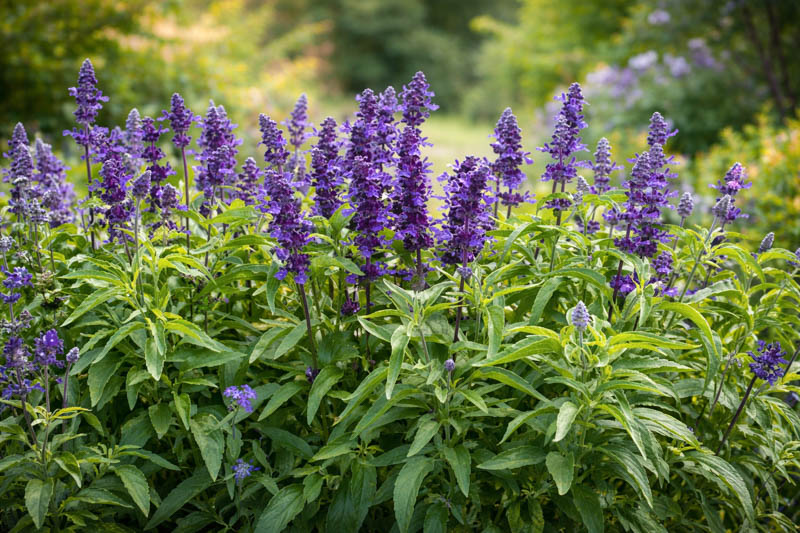 Salvia Farinacea Evolution information,Evolution Mealycup Sage information, Mealy cup sage Evolution information, Salvia Farinacea Evolution, Salvia Evolution