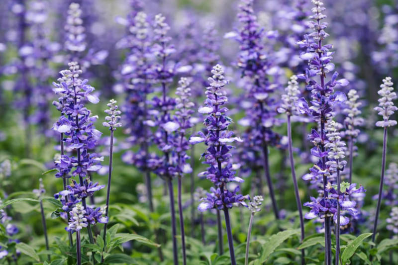 Salvia Farinacea Fairy Queen, Fairy Queen Mealycup Sage, Mealy cup sage Fairy Queen, Salvia Fairy Queen, Blue Salvia, Blue Sage, Blue flowers