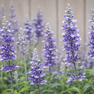 Salvia Farinacea Fairy Queen, Fairy Queen Mealycup Sage, Mealy cup sage Fairy Queen, Salvia Fairy Queen, Blue Salvia, Blue Sage, Blue flowers