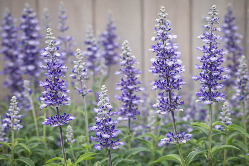 Salvia Farinacea Fairy Queen, Fairy Queen Mealycup Sage, Mealy cup sage Fairy Queen, Salvia Fairy Queen, Blue Salvia, Blue Sage, Blue flowers
