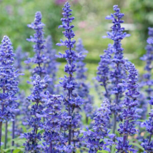 Salvia Farinacea Victoria Blue information, Victoria Blue Mealycup Sage information, Mealy cup sage Victoria Blue information, Salvia Farinacea Victoria, Salvia Victoria