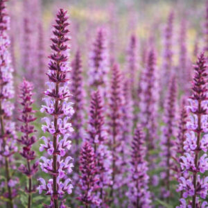 Salvia Nemorosa 'Amethyst', Sage 'Amethyst', Balkan Clary 'Amethyst', Steppe Sage 'Amethyst', Salvia Amethyst