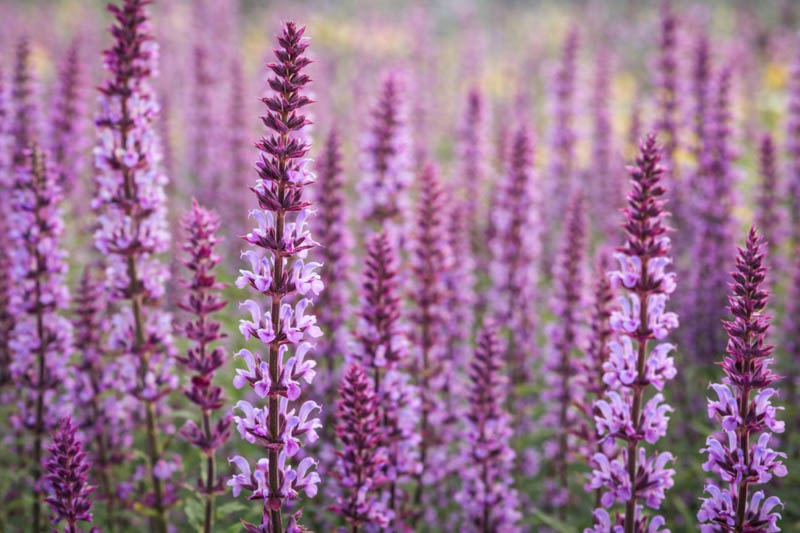 Salvia Nemorosa 'Amethyst', Sage 'Amethyst', Balkan Clary 'Amethyst', Steppe Sage 'Amethyst', Salvia Amethyst