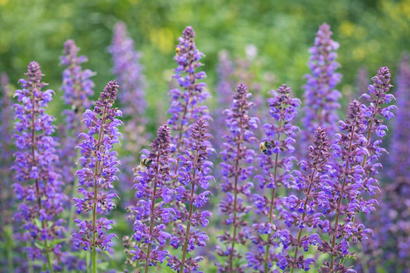 Salvia Nemorosa Ostfriesland, Salvia Ostfriesland, Sage Ostfriesland, award-winning salvia, Balkan Clary Ostfriesland, Steppe sage Ostfriesland