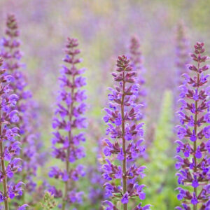 Salvia Nemorosa Ostfriesland, Salvia Ostfriesland, Sage Ostfriesland, award-winning salvia, Balkan Clary Ostfriesland, Steppe sage Ostfriesland