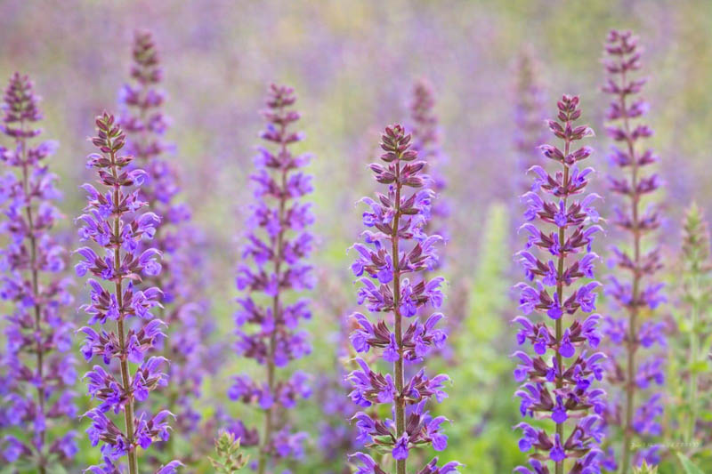 Salvia Nemorosa Ostfriesland, Salvia Ostfriesland, Sage Ostfriesland, award-winning salvia, Balkan Clary Ostfriesland, Steppe sage Ostfriesland