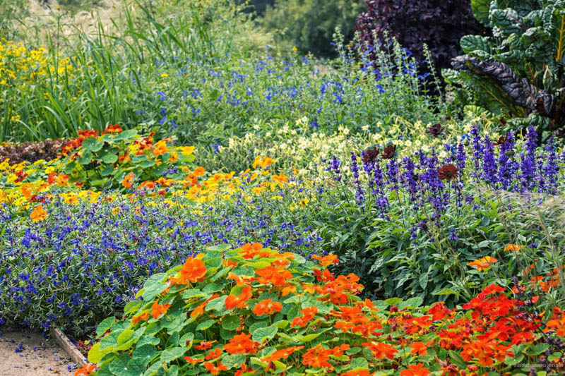 Salvia Patens, Gentian Sage, Spreading Sage, Blue-flowered Sage, Salvia Patens Dark Blue, Salvia Patens 'Oxford Blue', Blue flowers