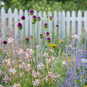 Salvia yangii, perovskia, drumstick allium, allium sphaerocephalon, gaura