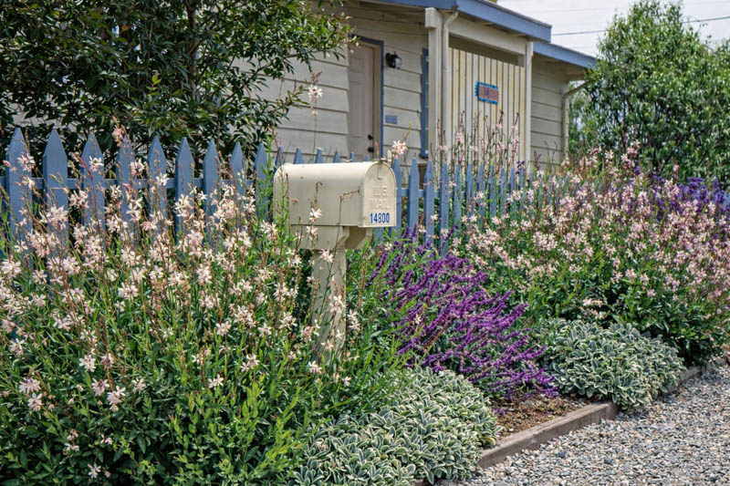 Gaura, stachys byzantina, Lamb's ears, Salvia leucantha - Mexican Sage