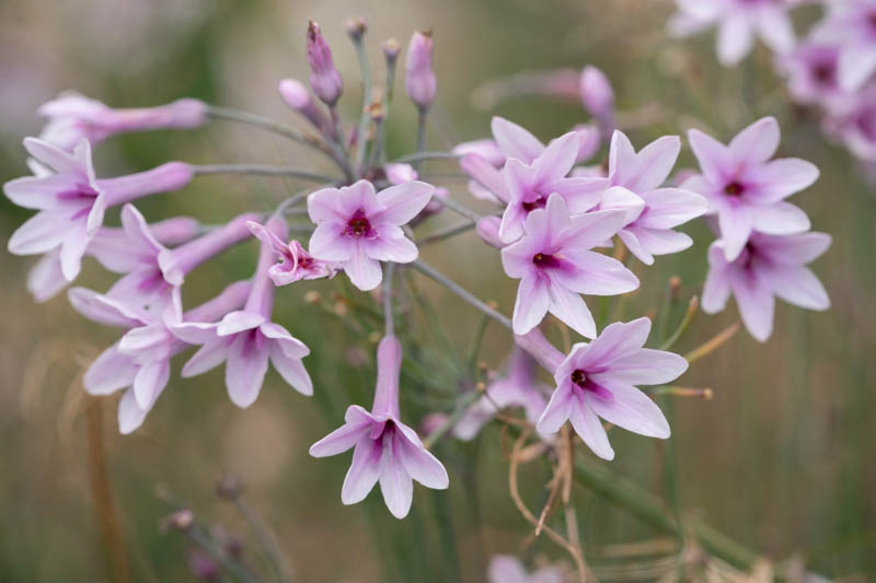 Tulbaghia Violacea, Society Garlic, Pink Agapanthus, Spring Bulbs, Spring Flowers, Spring Bulbs, Spring Flowers, Pink Flowers