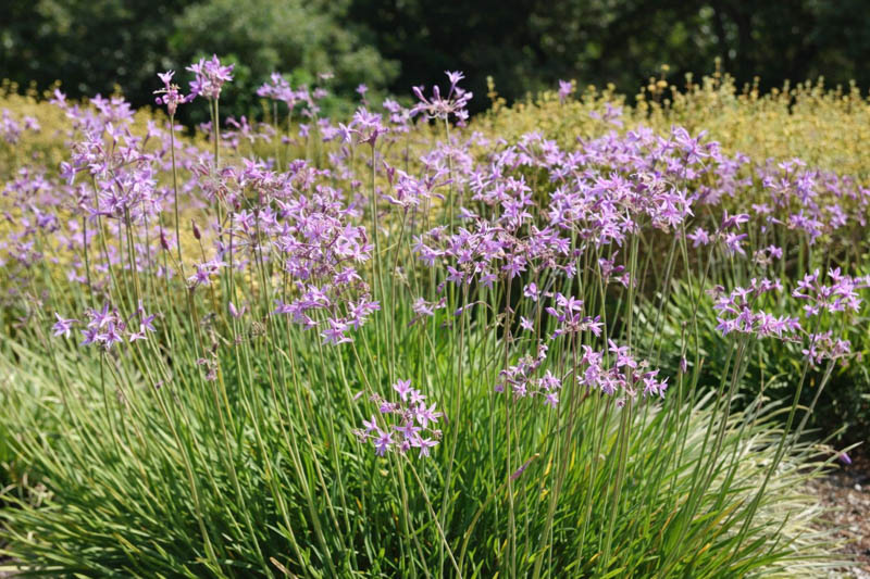 Tulbaghia Violacea, Society Garlic, Pink Agapanthus, Spring Bulbs, Spring Flowers, Spring Bulbs, Spring Flowers, Pink Flowers