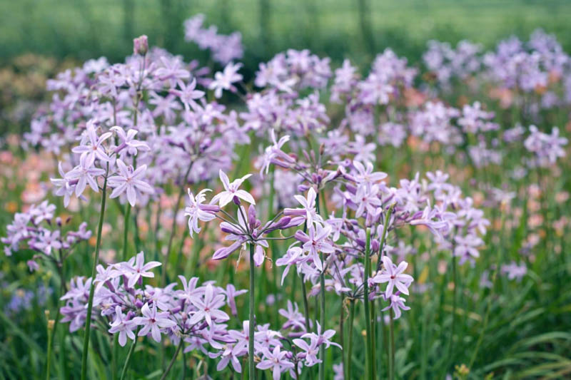 Tulbaghia Violacea, Society Garlic, Pink Agapanthus, Spring Bulbs, Spring Flowers, Spring Bulbs, Spring Flowers, Pink Flowers