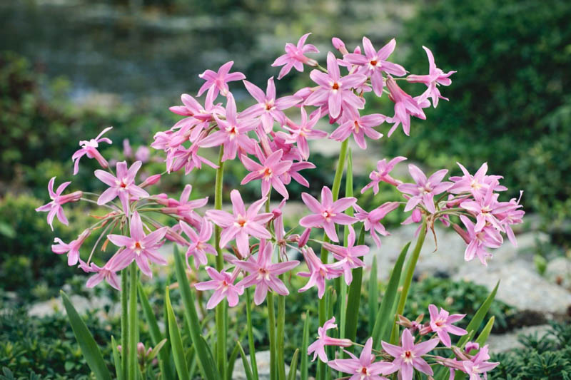 Tulbaghia Violacea, Society Garlic, Pink Agapanthus, Spring Bulbs, Spring Flowers, Spring Bulbs, Spring Flowers, Pink Flowers