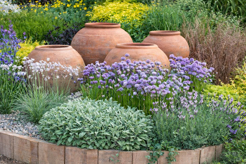 Allium Schoenoprasum, Carex, Herb bed, Lavandula, Salvia, Tulbaghia violacea