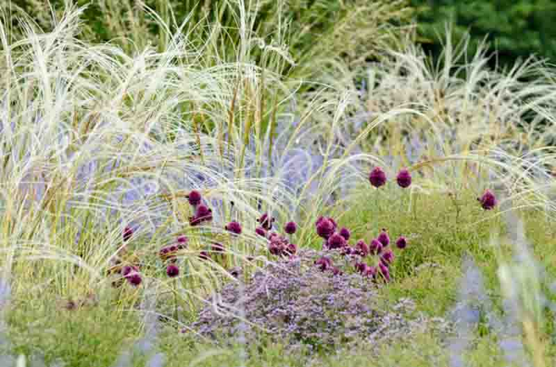 Round-headed leek (Allium sphaerocephalon), feather grass (Stipa barbata) and Russian sage (Perovskia abrotanoides)