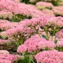 Sedum Autumn Joy, Sedum telephium 'Autumn Joy', Sedum 'Autumn Joy', Stonecrop 'Herbstfreude', Sedum 'Autumn Joy', Hylotelephium Spectabile 'Indian Chief', Sedum Spectabile 'Autumn Joy', Sedum Spectabile 'Herbstfreude', Sedum Spectabile 'Indian Chief', Sed