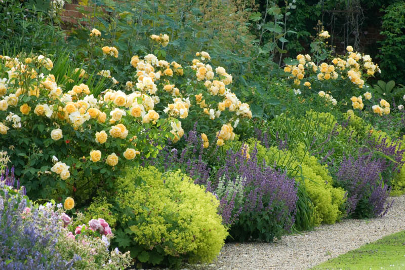 Late June summer garden yellow and blue purple border Alchemilla mollis, roses and Nepeta catmint Hitcham House