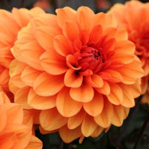 Dahlia David Howard, 'David Howard' Dahlia, Decorative Dahlias, AGM Dahlia, orange Dahlias, Dahlia with dark foliage, dark-leaved dahlias, Dahlia Tubers, Dahlia Bulbs, Dahlia Flower, Dahlia Flowers, summer bulbs